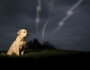 Quando il cane ha paura del temporale